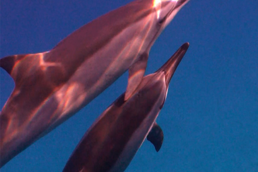 Dolphin Caress