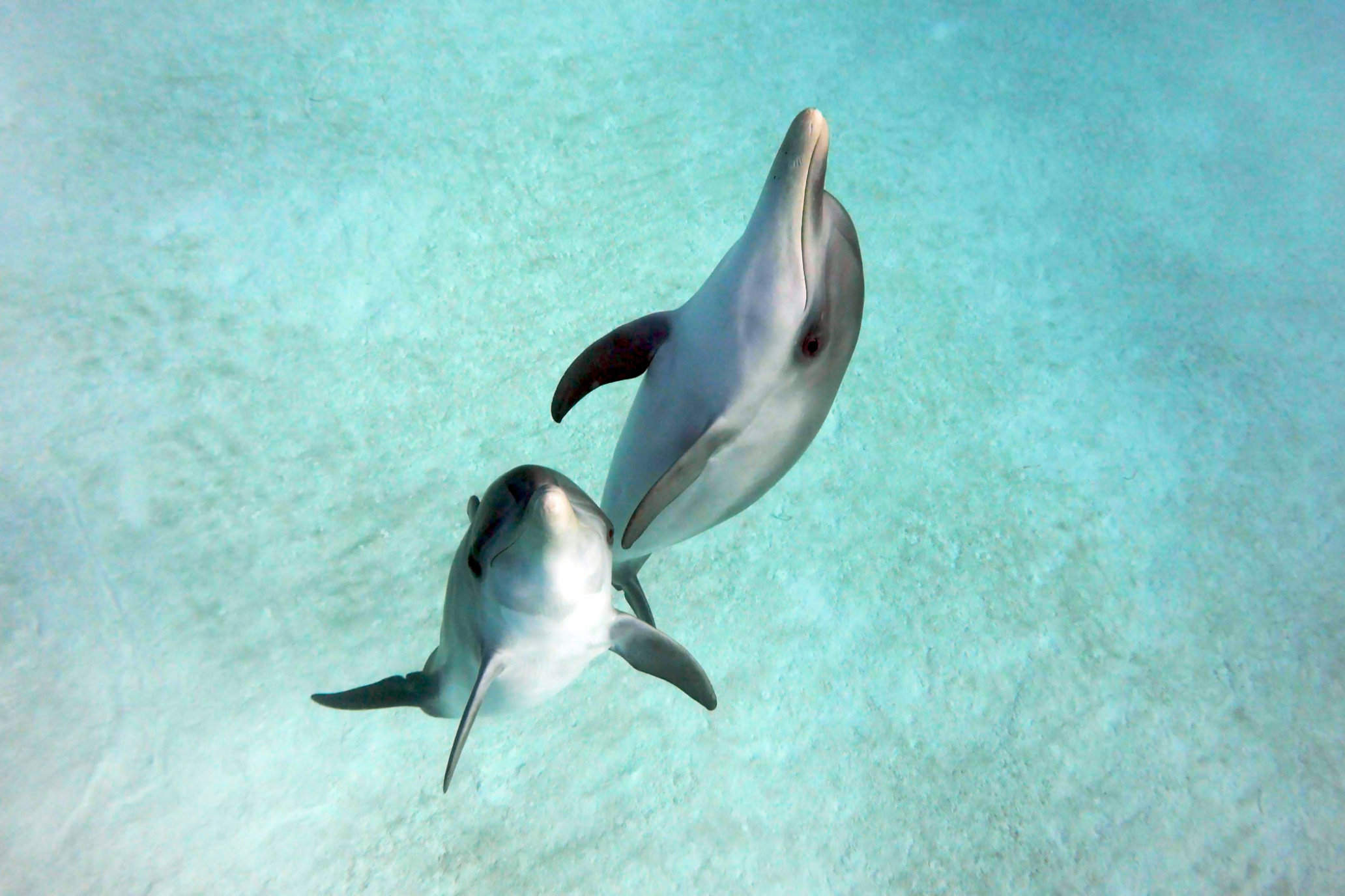 Blog  Dolphin Project