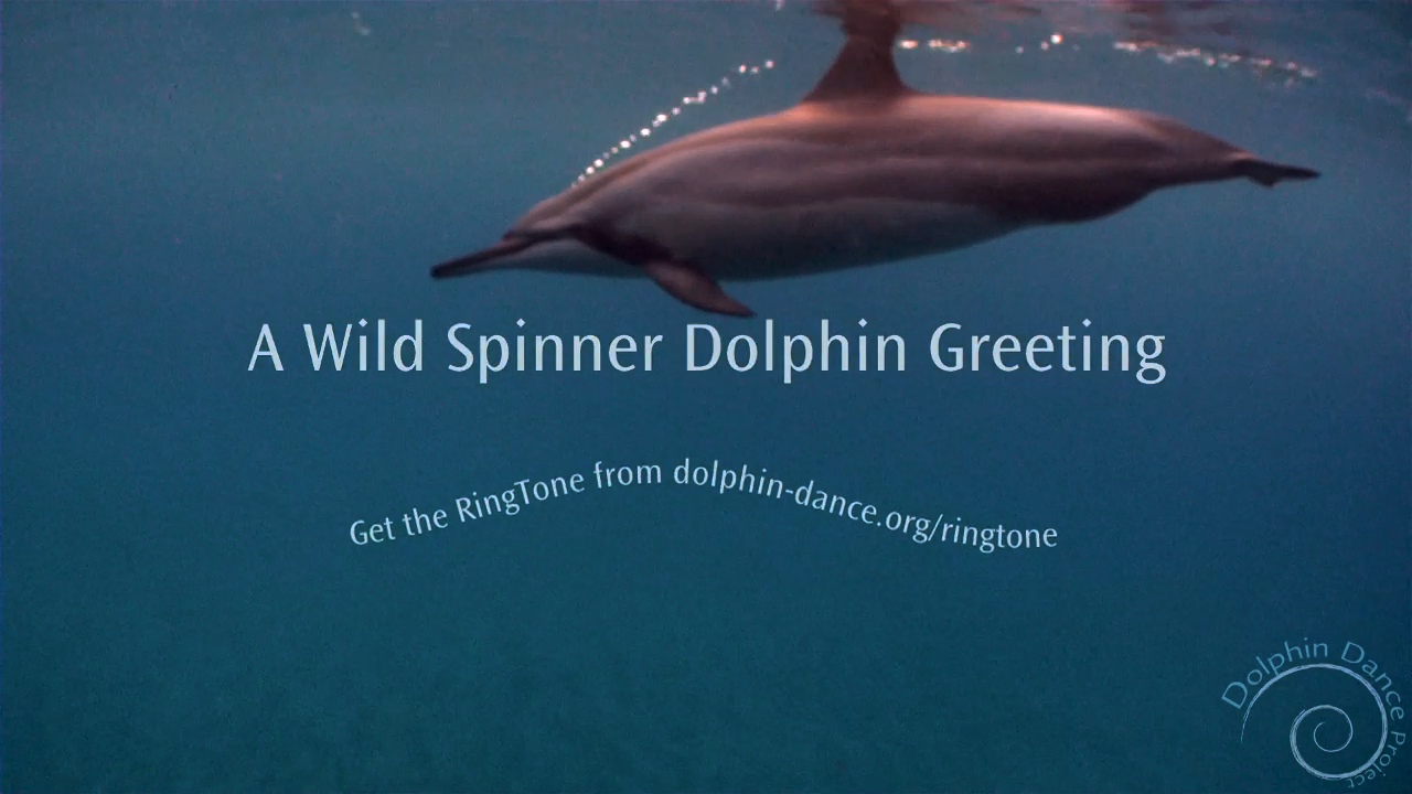 Wild Spinner Dolphin Greeting And Ringtone