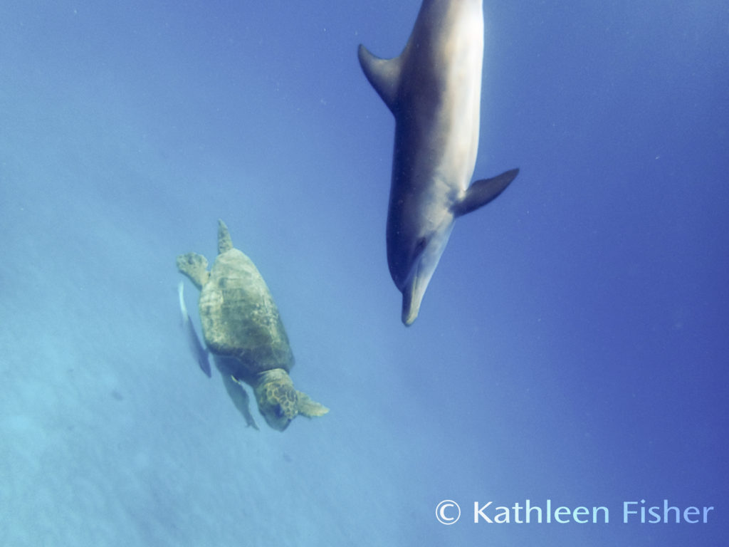 A Dolphin's Diet - Dolphin Dance Project